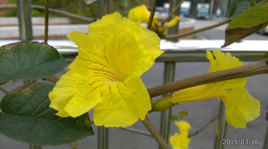 黃花風鈴木花近拍 close-up photo of flowers of Golden Trumpet-tree, Tabebuia chrysantha